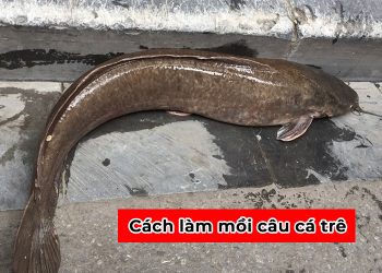 Top 10 cách làm mồi câu cá trê hiệu quả, đơn giản nhất