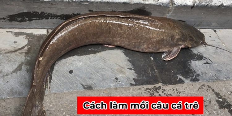 Top 10 cách làm mồi câu cá trê hiệu quả, đơn giản nhất