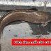 Top 10 cách làm mồi câu cá trê hiệu quả, đơn giản nhất